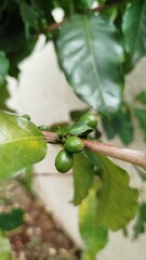 grão de café verde - coffee bean