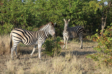 Steppenzebra / Burchell's zebra / Equus quagga burchellii