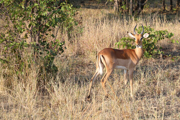 Schwarzfersenantilope / Impala / Aepyceros melampus.