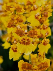 Oncidium sphacelatum #5