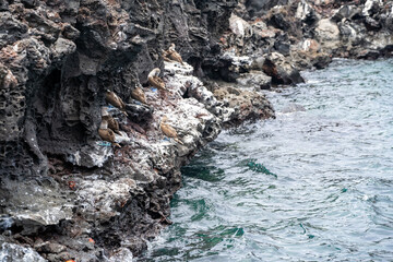 Group of Blue-Footed Boobies on Bartolome Island Galapagos