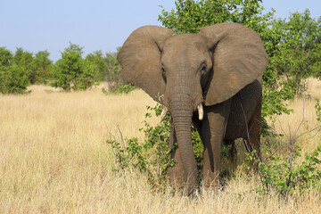 Afrikanischer Elefant / African elephant / Loxodonta africana