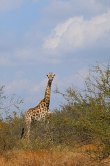 Giraffe / Giraffe / Giraffa camelopardalis