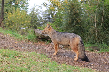  Lago Machonico Espejo Grande Chico San Martin de los Andes Patagonia Argentina 7 Siete Lagos Rio Hermoso Villa La Angostura Ruca Malen