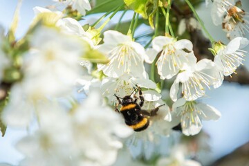 a cherry tree with a bumblebee in spring, in bloom