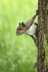 A Grey Squirrel In North Italy