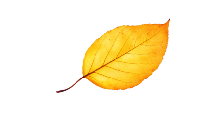 Single yellow autumn leaf gracefully falling against a transparent background, perfect for enhancing seasonal designs and projects