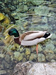 Kaczka pływająca w górskim stawie © Artur