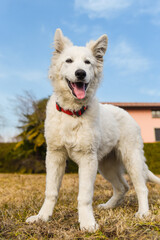 Portrait of a Swiss Shepherd puppy in the autumn garden, low angle view