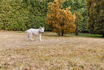 Fototapeta premium A Swiss Shepherd puppy is playing with a ball in the autumn garden.