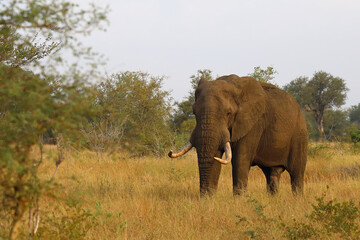 Obraz premium Afrikanischer Elefant / African elephant / Loxodonta africana..