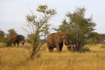 Obraz premium Afrikanischer Elefant / African elephant / Loxodonta africana..