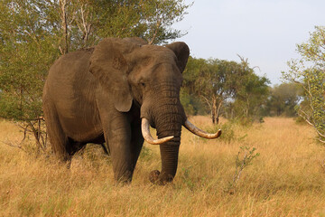 Fototapeta premium Afrikanischer Elefant / African elephant / Loxodonta africana..