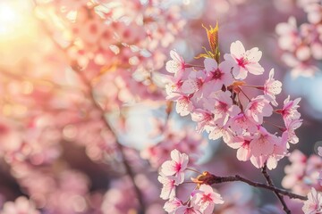 Obraz premium Cherry blossoms bloom beautifully under sunlight in a tranquil setting during springtime, creating a picturesque scene filled with color and life