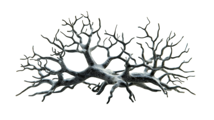 Snowy tree branches casting shadows, barren limbs frosted with white crystalline snow against translucent backdrop