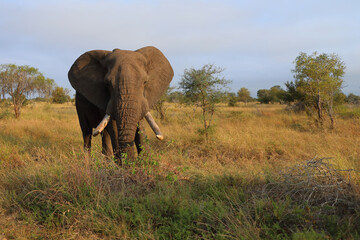 Obraz premium Afrikanischer Elefant / African elephant / Loxodonta africana..