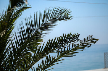 Fototapeta premium palm tree branches