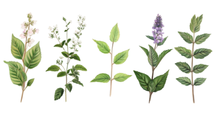 Set of watercolor illustrations representing different types of medicinal herbs, isolated on a transparent background
