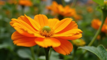 Fototapeta premium A vibrant orange flower with a green center in full bloom, surrounded by a blurred background of similar flowers.