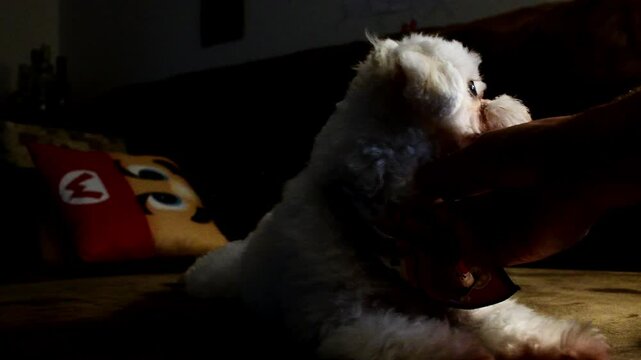 puppy recieving affective