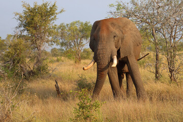 Fototapeta premium Afrikanischer Elefant / African elephant / Loxodonta africana..