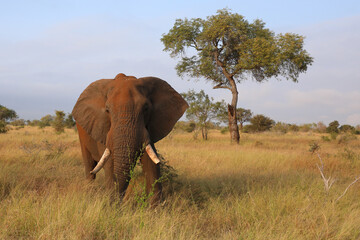 Afrikanischer Elefant / African elephant / Loxodonta africana..