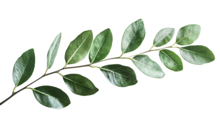 Green-leafed twig suspended against transparent backdrop, suitable for graphic design layouts