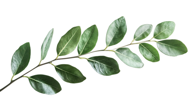 Green-leafed twig suspended against transparent backdrop, suitable for graphic design layouts