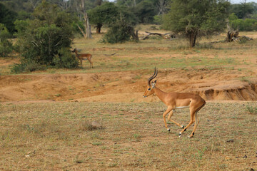 Fototapeta premium Schwarzfersenantilope / Impala / Aepyceros melampus