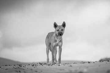 Dingo