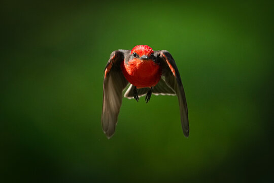 Pajaro volando