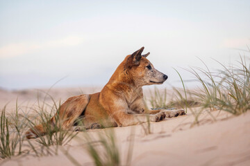 Fototapeta premium Dingo