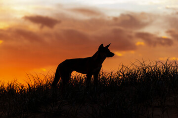 Dingo