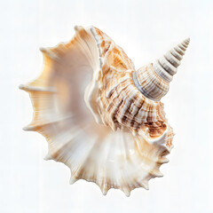 Obraz premium sea shells