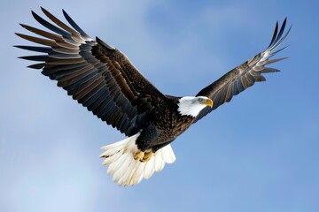 Naklejka premium Bald eagle soaring gracefully against a clear blue sky during a sunny afternoon