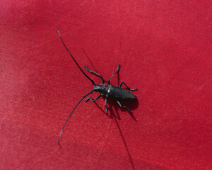 Scary longhorn sawyer beetle on side of red camping tent displaying symbiotic relationship with parasitic phoretic mite parasite infestation in symbiosis using the beetle solely for traveling