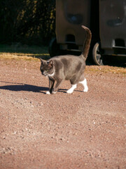 Cute gray cat outdoors.