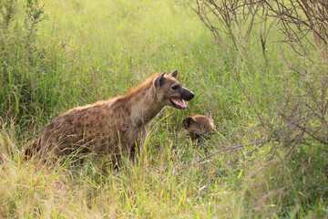 Tüpfelhyäne / Spotted hyaena / Crocuta crocuta..
