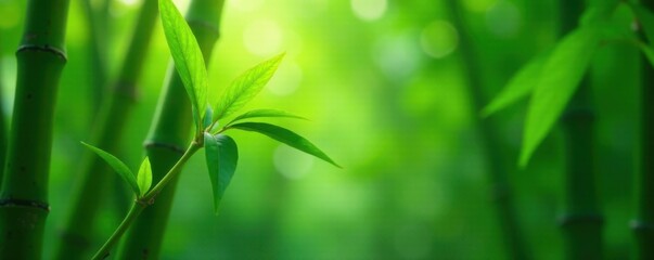 Bamboo shoot green stem with tropical leaves, plant, bamboo, tropical