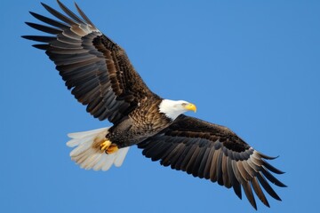 Naklejka premium Bald eagle soaring gracefully against a clear blue sky during a sunny afternoon