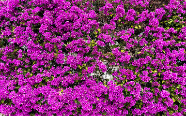 Bougainvillea Flowers Cascading Over A White Wall, Creating A Stunning Contrast. Lush Purple Blooms And Green Leaves In A Vibrant Outdoor Setting. Concept Of Nature, Decoration, And Tropical Beauty...