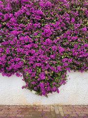 Bougainvillea Flowers Overflowing From A Circular Wall Planter, Creating A Stunning Floral Display. Lush Purple Blooms Contrast Against The White Wall. Concept Of Nature, Urban Gardening, And Aestheti