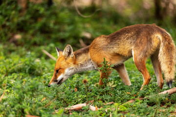 red fox in the wild