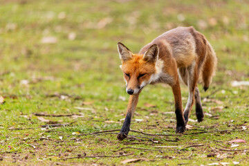 red fox in the wild