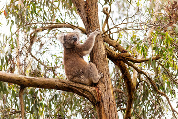 koala in a tree