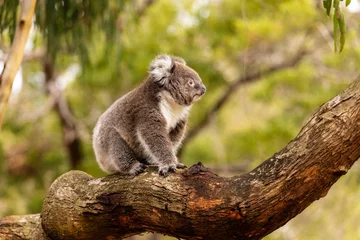 Fotobehang Koala koala in a tree  © Harry
