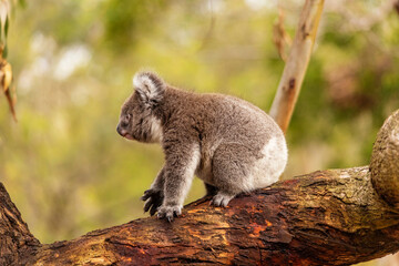 koala in tree