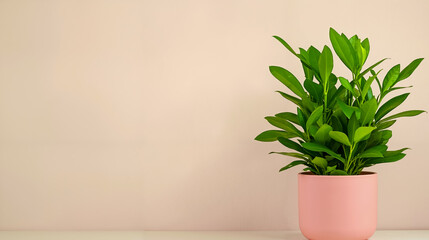 Fototapeta premium A potted plant sitting on top of a white table
