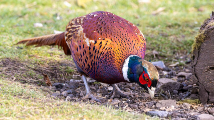 British wild bird. Large format pheasant in a garden