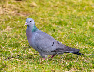 Stock dove a British wild bird. Distinguishing feature is the iridescent green patch on the neck.